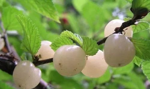 致富种植铁皮石斛图片_致富经种植铁皮_铁皮的养殖方法