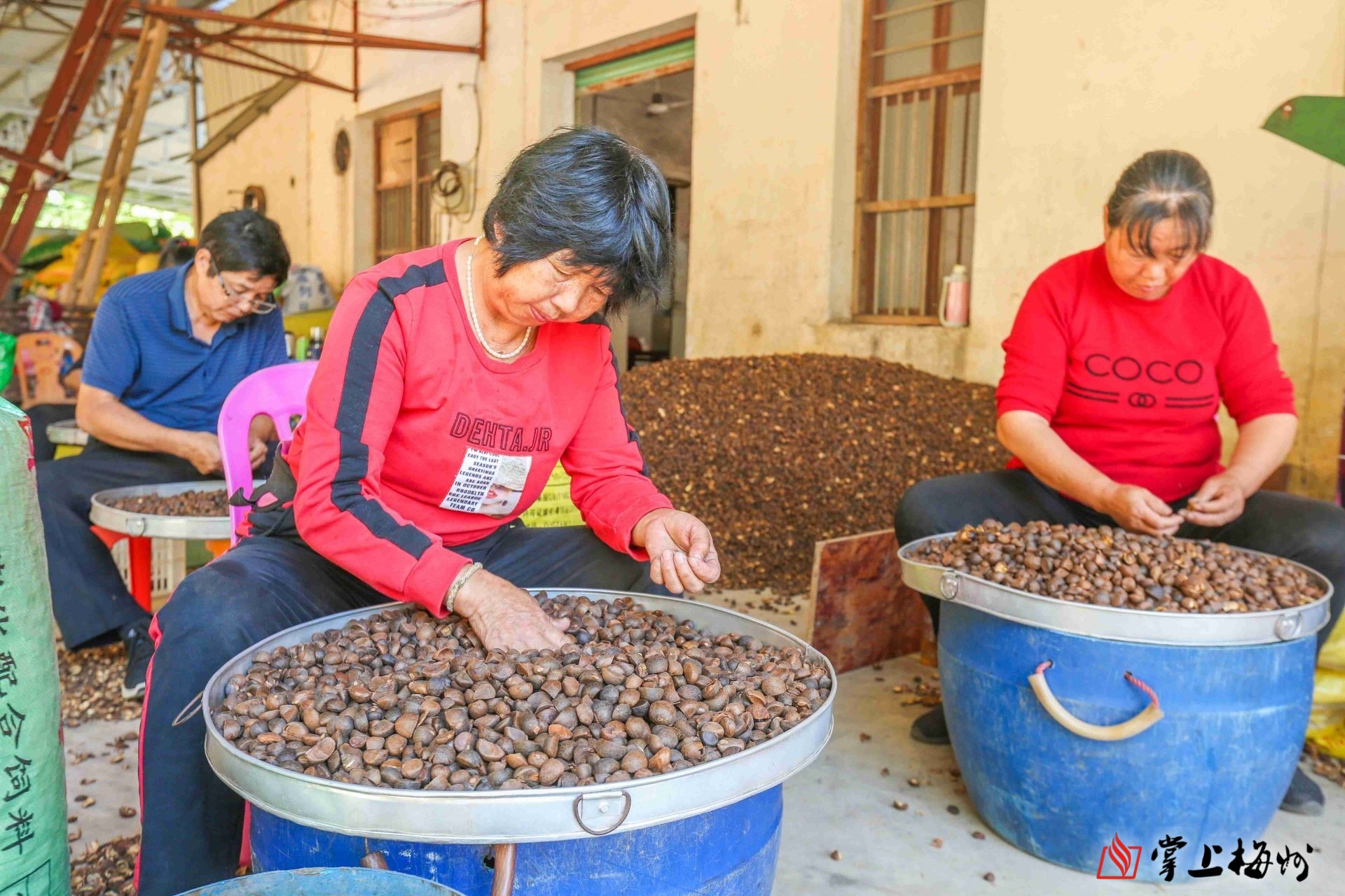 致富养殖油茶项目简介_致富经油茶种植视频_油茶养殖致富项目