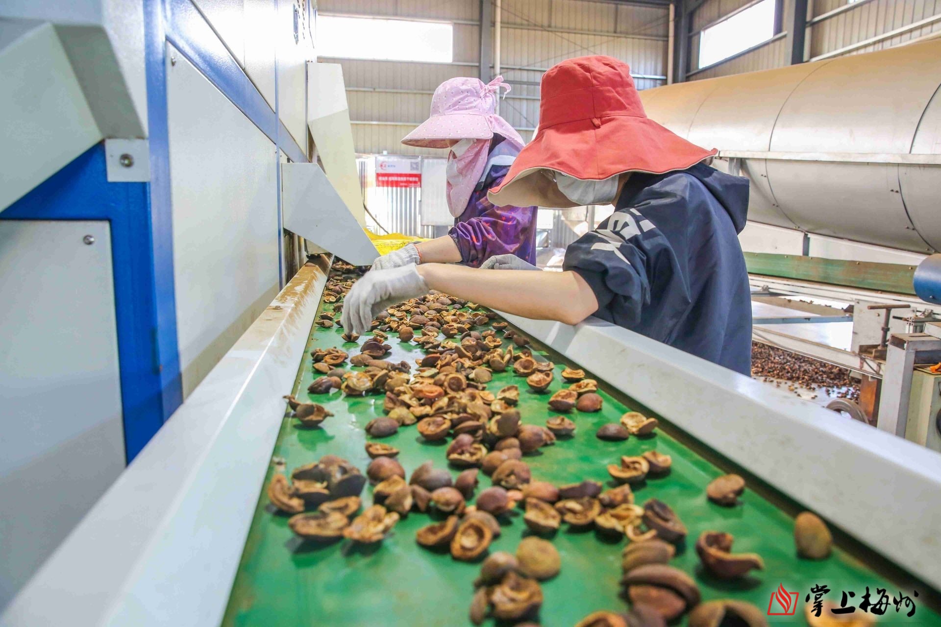 致富经油茶种植视频_致富养殖油茶项目简介_油茶养殖致富项目