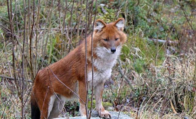 罕见！沈阳某小区惊现400多斤野猪，最大的野猪多大？有多凶猛？