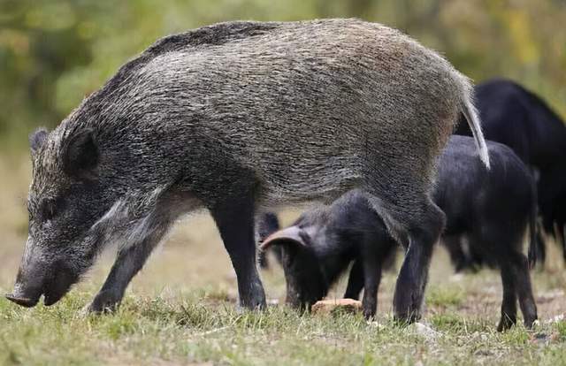 野母猪养殖技术_野母猪怎么配_养殖野母猪技术要求