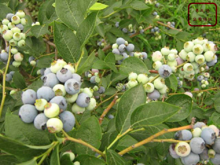 纳尔逊蓝莓苗、军号蓝莓苗种植技术