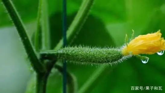 温室黄瓜种植技术视频_种植温室黄瓜致富_黄瓜温室栽培