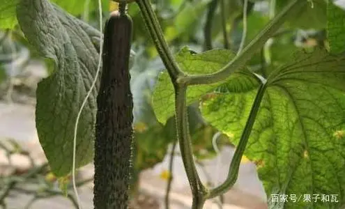 黄瓜温室栽培_温室黄瓜种植技术视频_种植温室黄瓜致富