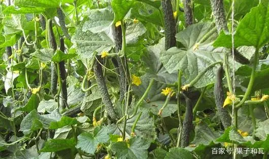 温室黄瓜种植技术视频_黄瓜温室栽培_种植温室黄瓜致富