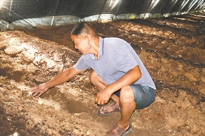 农业频道致富经榛蘑种植_榛蘑种植基地_养殖榛蘑