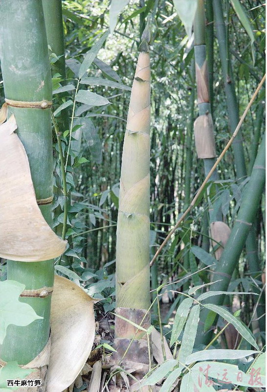 致富笋种植方法_致富笋种植方法和技术_致富笋种植方法视频