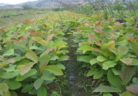 厚朴种植一亩效益达万元 栽种一次可多年收益