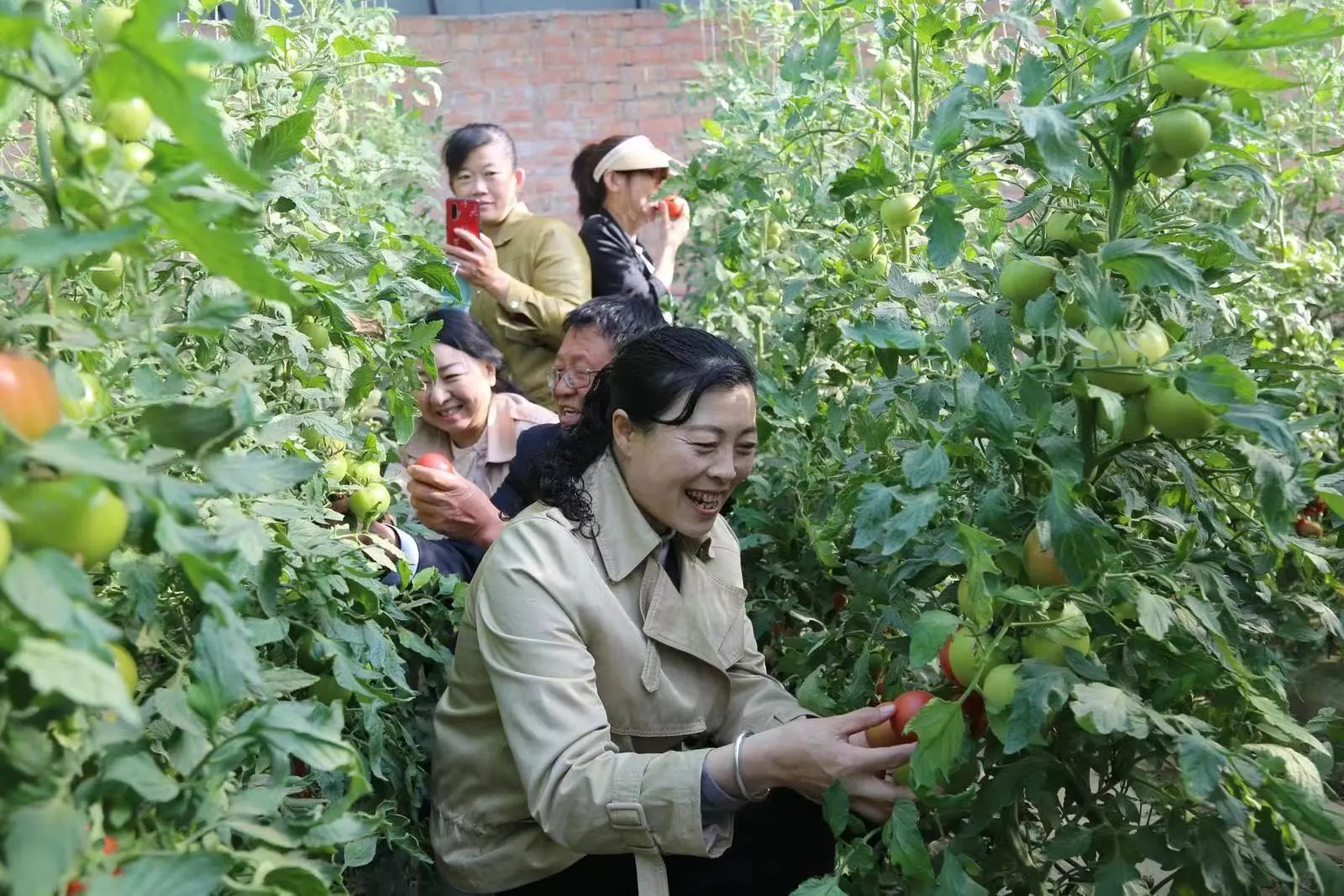 宁夏吴忠盐池县：西红柿迎来采摘季 摇身成为致富果