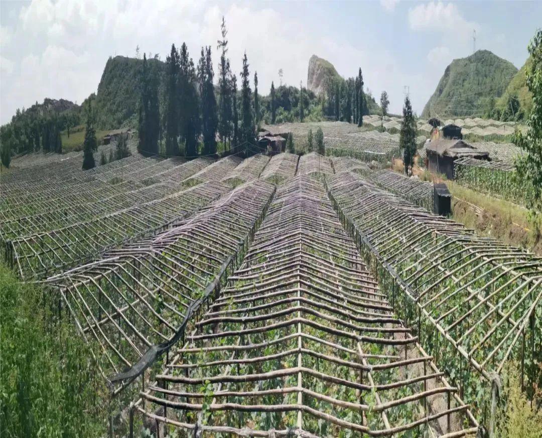 致富经竹荪种植视频_致富经 竹荪_农家竹荪