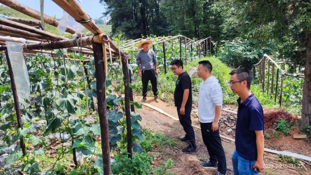 致富经竹荪种植视频_致富经 竹荪_农家竹荪