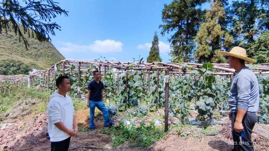 农家竹荪_致富经竹荪种植视频_致富经 竹荪