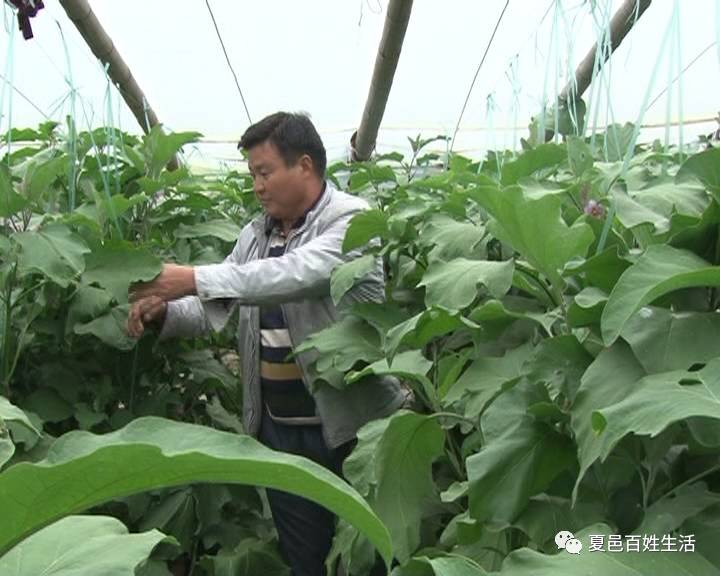 种菜致富案例_什么菜种植致富_致富经蔬菜种植