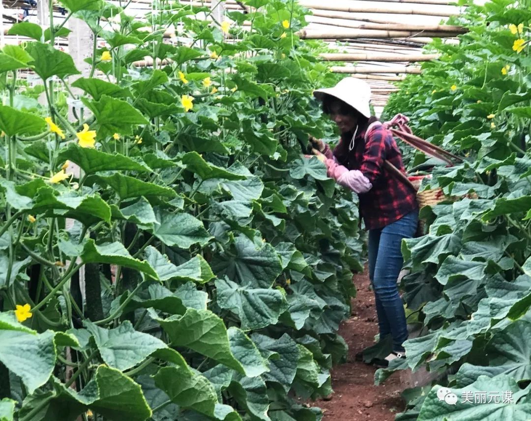 黄瓜温室栽培_种植温室黄瓜致富_温室黄瓜亩产