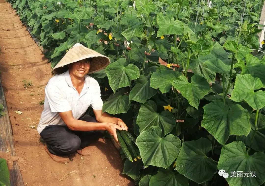 黄瓜温室栽培_温室黄瓜亩产_种植温室黄瓜致富