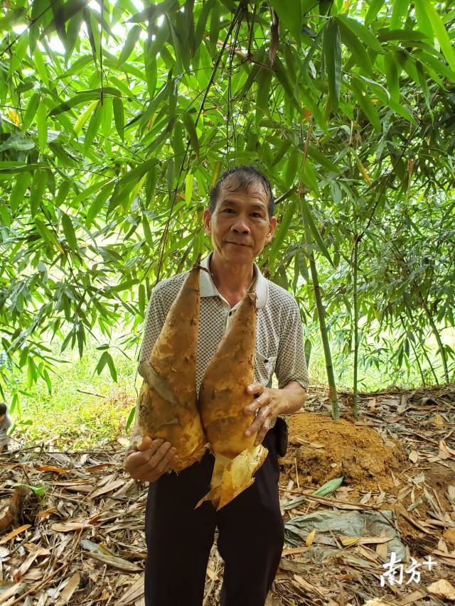 小竹笋成“摇钱树”，助贫困村“摘帽”贫困户收入节节高