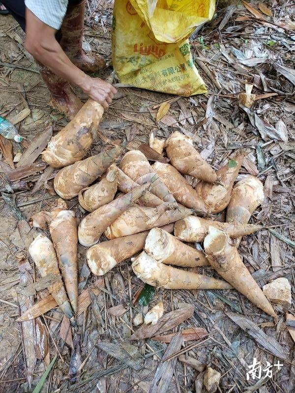 致富笋种植方法视频_致富笋种植方法_致富笋种植方法和技术