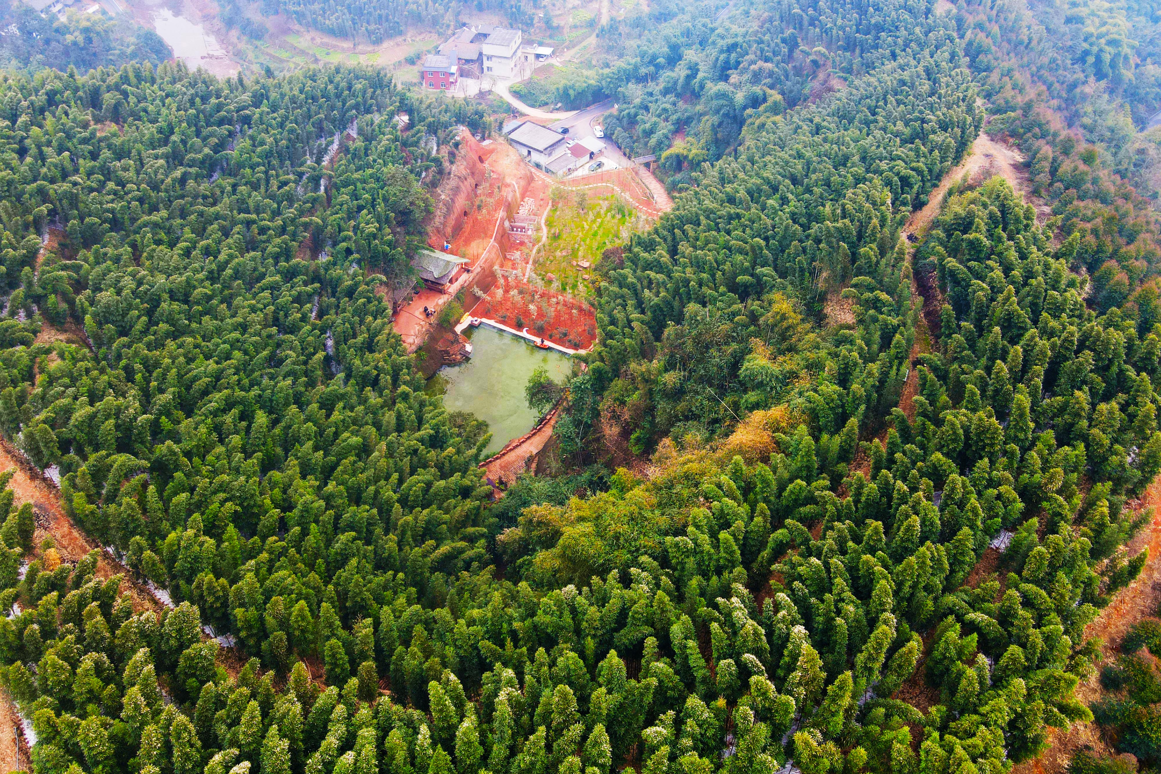 致富笋种植方法_致富笋种植方法图解_致富笋种植方法视频