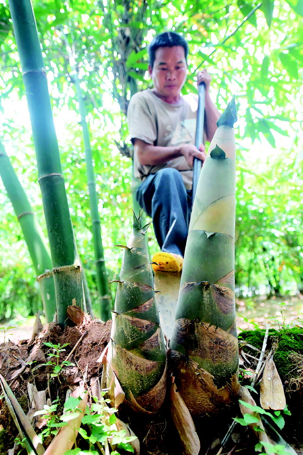 致富笋种植方法_致富经竹笋_致富笋种植方法视频