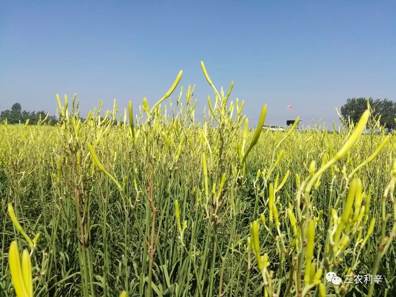 致富经蔬菜种植_什么菜种植致富_种蔬菜致富经