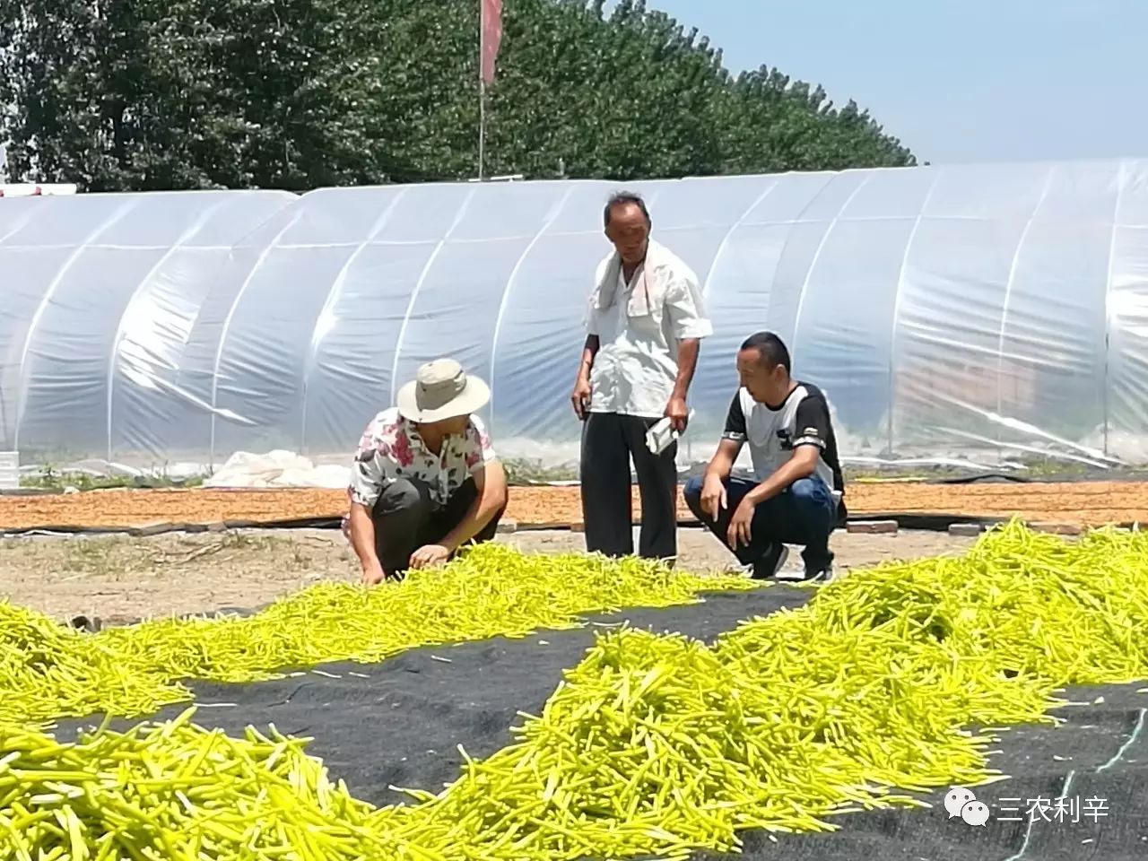 致富经蔬菜种植_什么菜种植致富_种蔬菜致富经