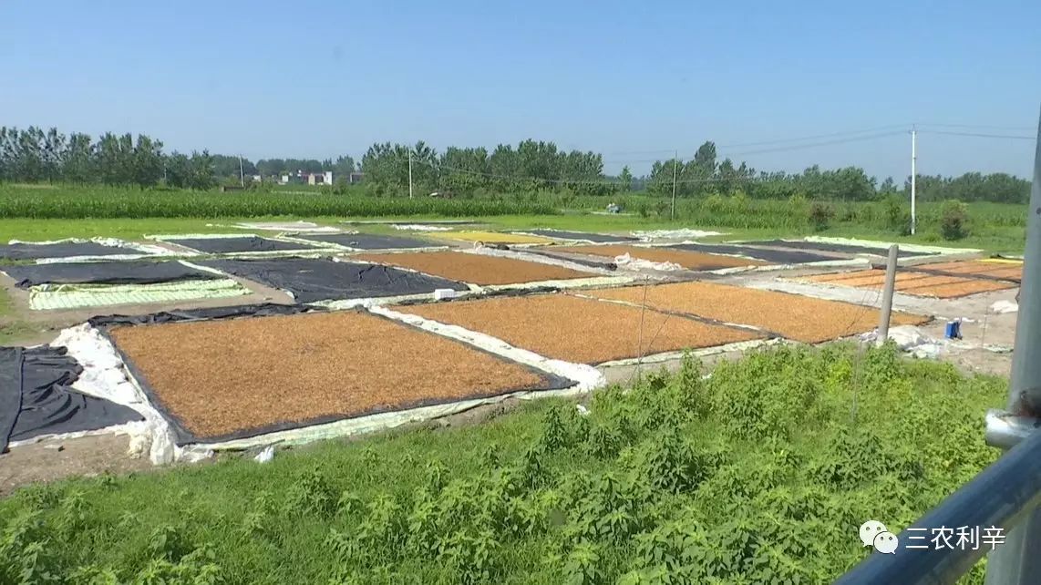 致富经蔬菜种植_什么菜种植致富_种蔬菜致富经