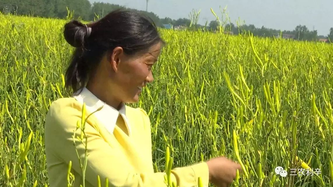 种蔬菜致富经_什么菜种植致富_致富经蔬菜种植