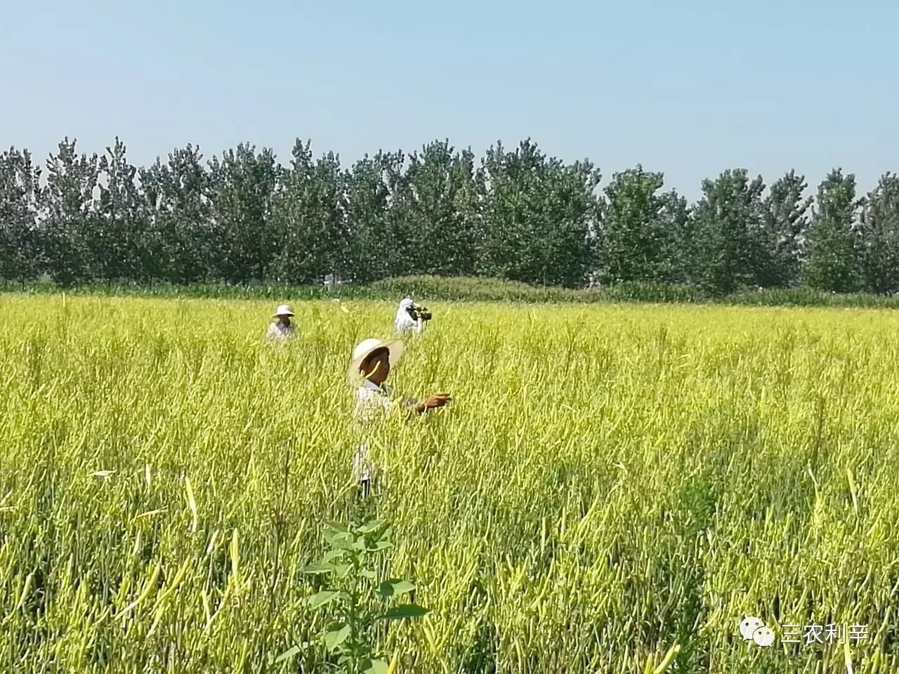 种蔬菜致富经_什么菜种植致富_致富经蔬菜种植