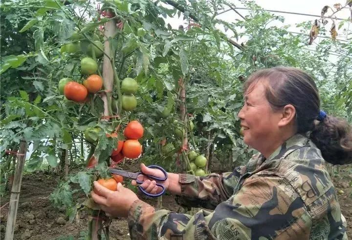 种蔬菜致富经_致富经蔬菜种植_什么菜种植致富