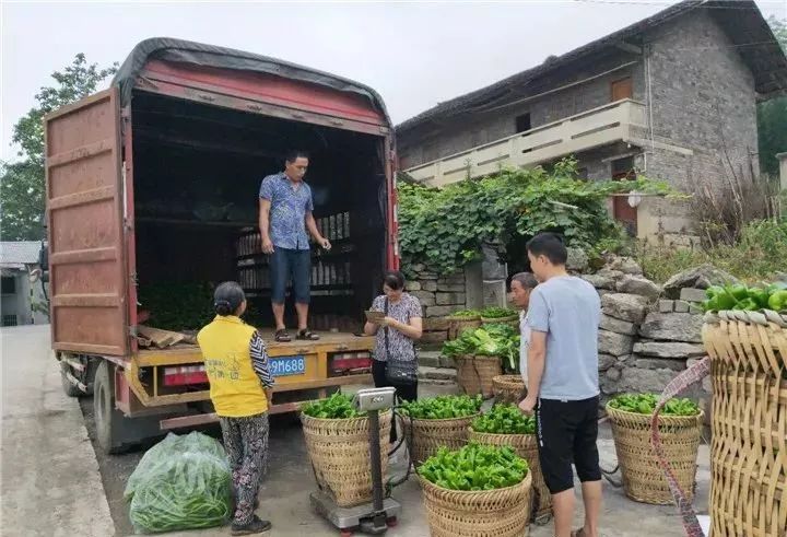 致富经蔬菜种植_种蔬菜致富经_什么菜种植致富