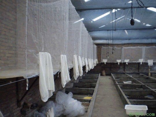 豆渣养殖蝇蛆技术_养殖豆渣蝇蛆技术规程_豆渣养蝇蛆高产技术