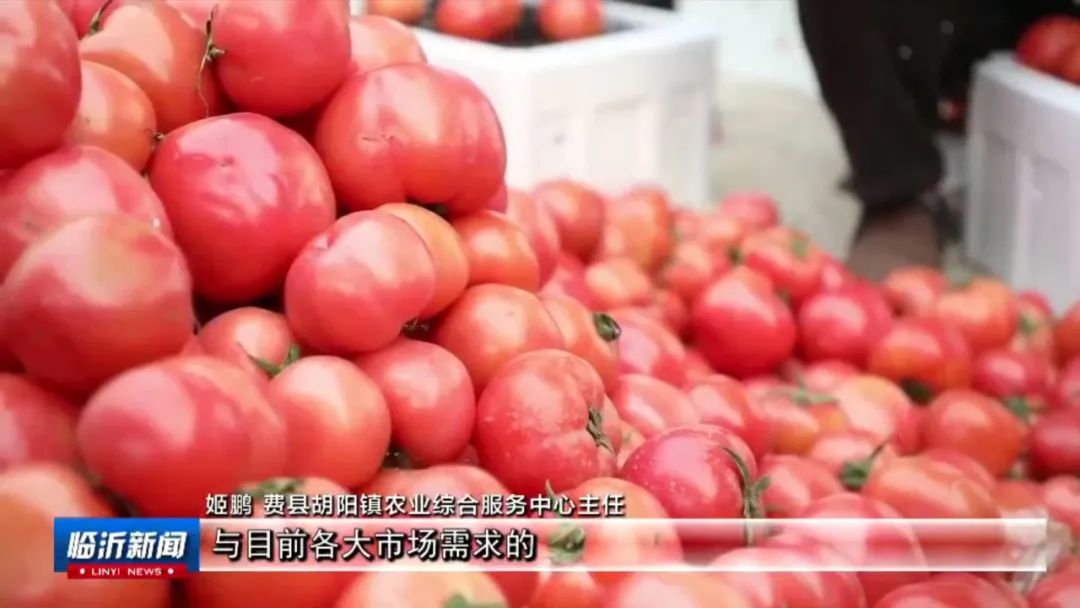 农村种植致富好项目_大埔种植致富项目_孝感农业致富种植各种水果网