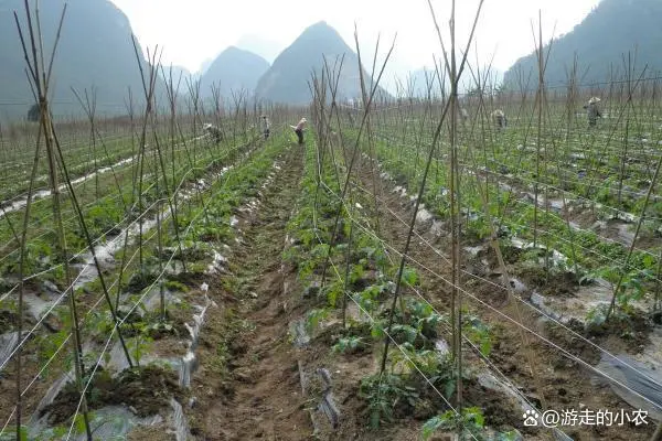 番茄栽培技术视频_番茄种植技术视频播放_夏季番茄种植技术视频