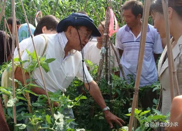 番茄栽培技术视频_番茄种植技术视频播放_夏季番茄种植技术视频