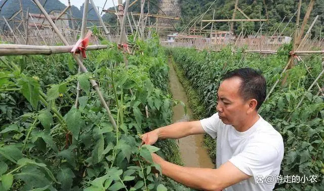 番茄种植技术视频播放_夏季番茄种植技术视频_番茄栽培技术视频