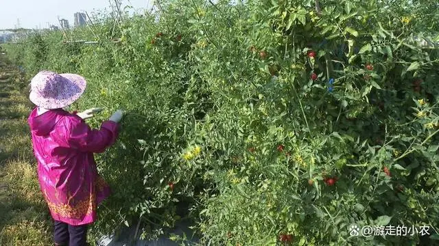 夏季番茄种植技术视频_番茄种植技术视频播放_番茄栽培技术视频