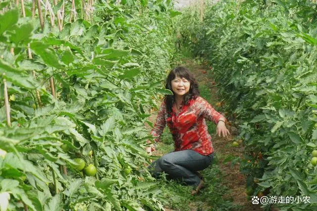 夏季番茄种植技术视频_番茄种植技术视频播放_番茄栽培技术视频