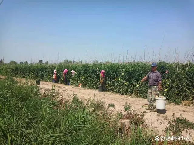 夏季番茄种植技术视频_番茄种植技术视频播放_番茄栽培技术视频