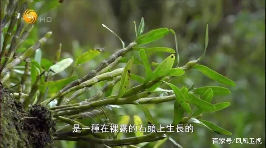 赤水乌鸡养殖基地_赤水养殖鸡致富_赤水养殖业