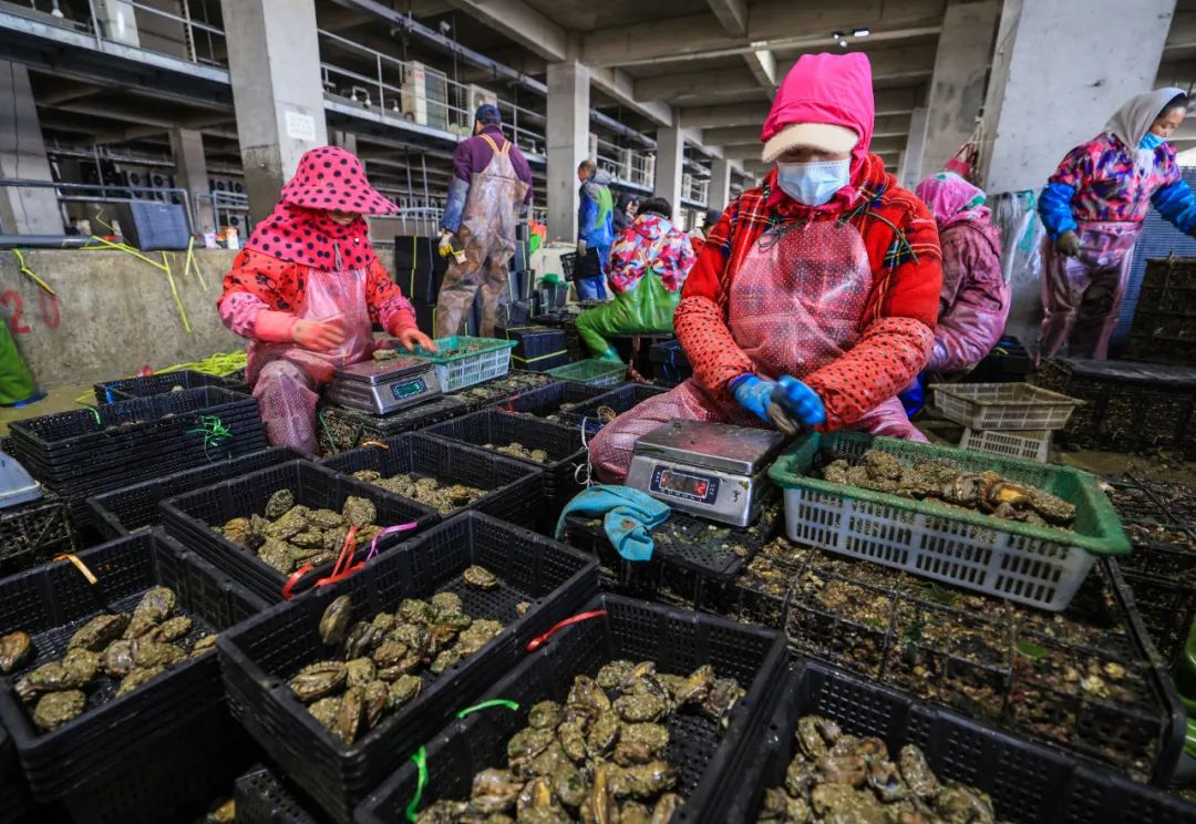 鲍鱼的养殖条件和养殖方式_鲍鱼苗养殖过程_鲍鱼幼苗养殖技术丛书