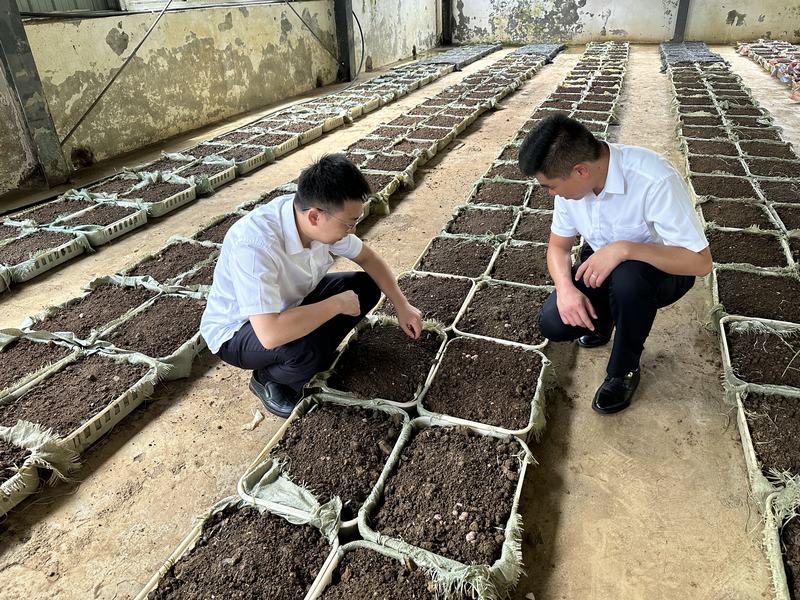 致富经竹荪种植视频_致富经 竹荪_竹荪的价钱