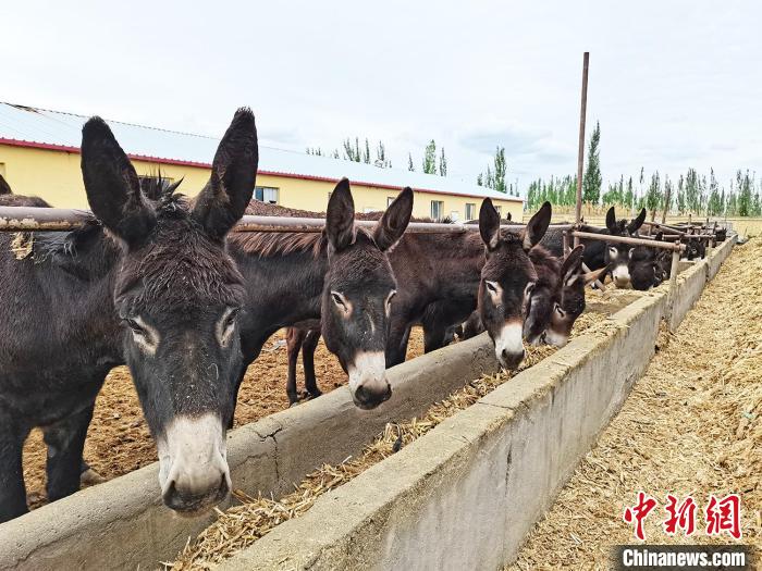 在新疆兵团第六师五家渠市土墩子农场，特色黑毛驴养殖拓宽民众增收路。(资料图) 戚亚平 摄