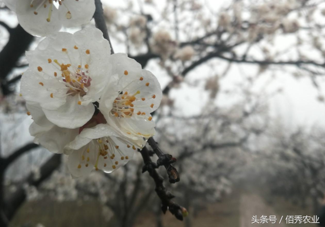 经济致富庭院_庭院经济致富案例_庭院种植致富案例