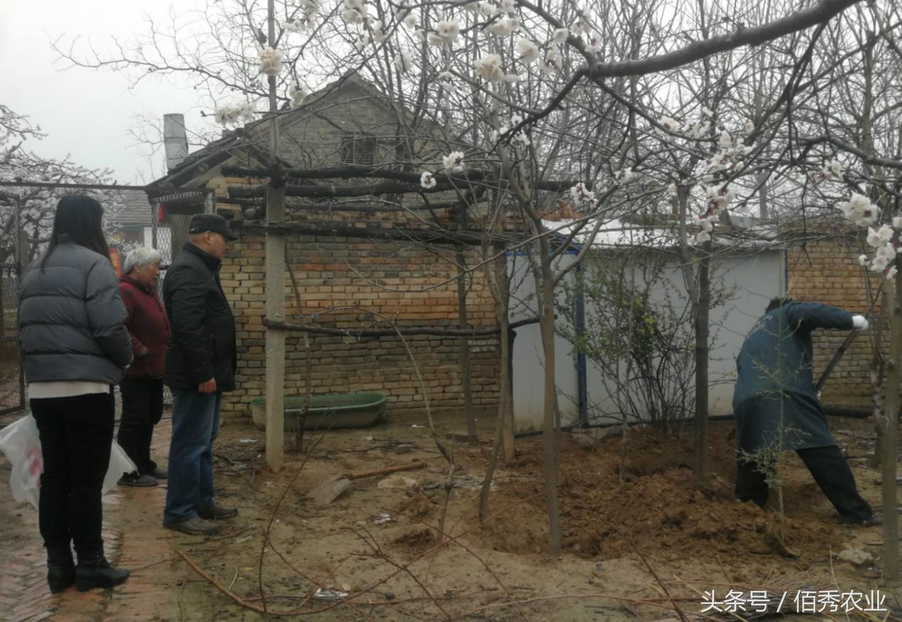 庭院经济致富案例_经济致富庭院_庭院种植致富案例