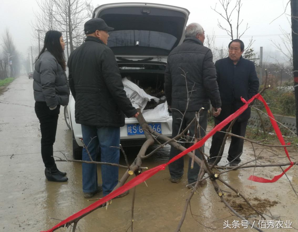 庭院经济致富案例_经济致富庭院_庭院种植致富案例