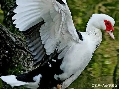 鸭养殖_火鸭养殖技术_养殖鸭子技术和视频