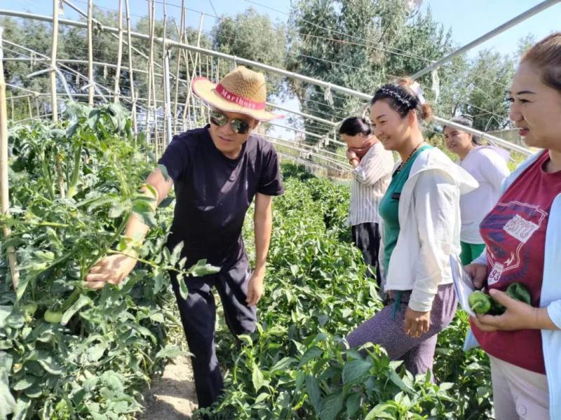 尉犁县阿克苏普乡：庭院种植助民增收