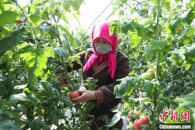 宁夏种植致富_宁夏种植什么_宁夏种地赚钱吗