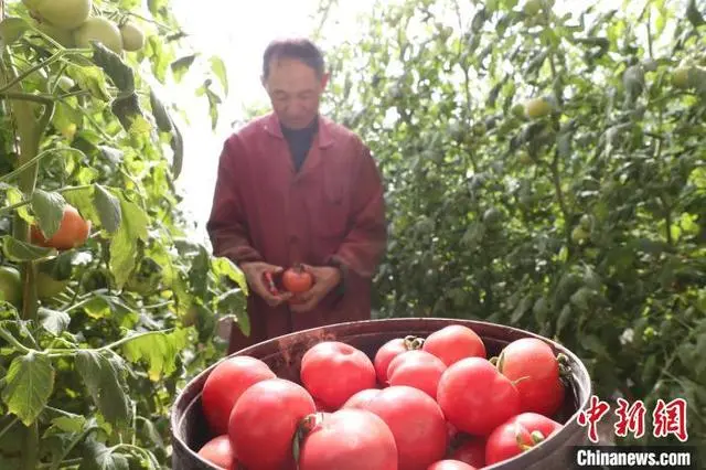 宁夏种植什么_宁夏种地赚钱吗_宁夏种植致富