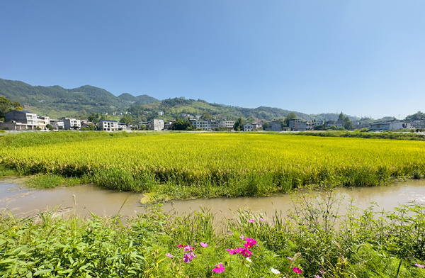 稻虾共养基地。冉梦竹摄